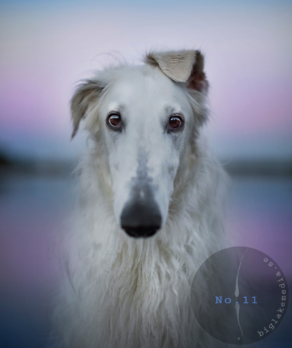 borzoi-dogportrait-dogphotogrsaphy-sighthound-borzoi