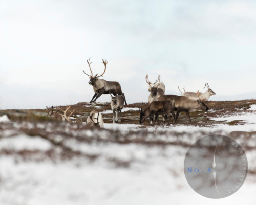 reindeer-naturephotography-samiculture-nordicphoto