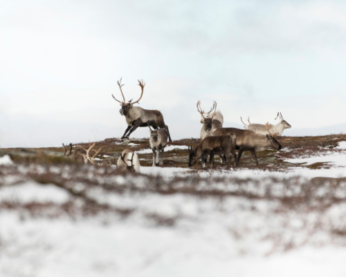 reindeers-Helags-2