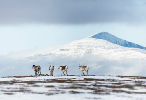 reindeers-Helags
